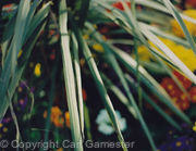 Colour Photos3