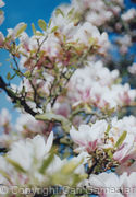 Colour Photos4