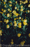 Colour Photos5