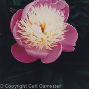 Colour Photos1