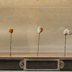 Origin of the species