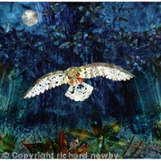 Midnight Owl