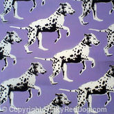 Spot Dog Wallpaper