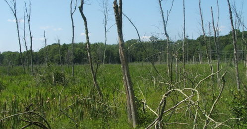 Court_house_landfill_015_thumb_498x260
