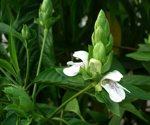Adhatoda Vasica (Leaf Plant Part)