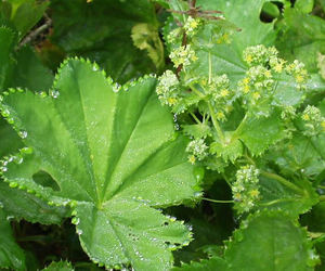 Alchemilla Vulgaris