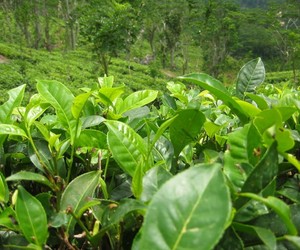 Green Foods