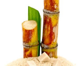 Sugar Cane