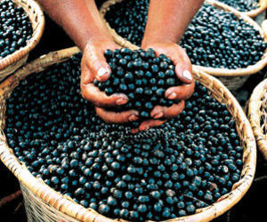 Acai