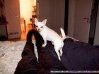025_img_8340_thumb
