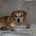 Small_sany0146