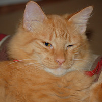 Original_orangecat