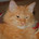 Small_orangecat