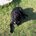 Small_layla