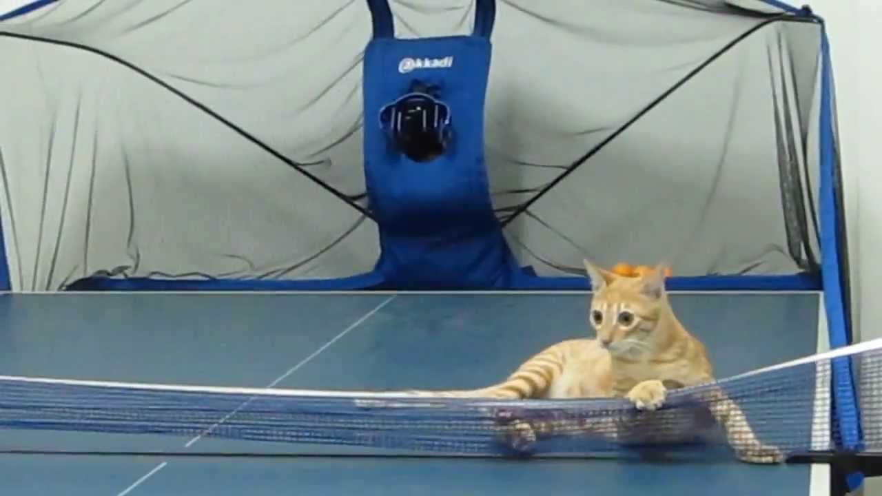 This Cat Can Play Ping Pong Better Than You Why Search