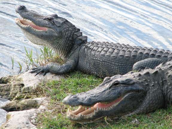 The American alligator is found in Florida. Photo courtesy the National Park Service.