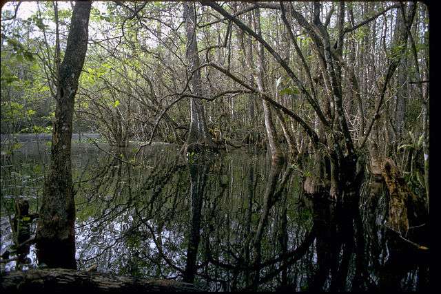 File Photo: Big Cypress National Preserve