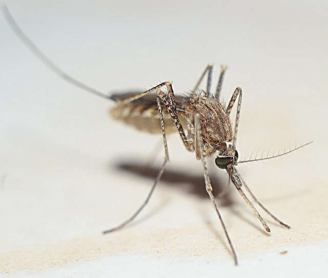 More than 640,000 cases over that time, according to the CDC. Photo: Flickr Creative Commons