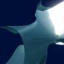 Toxi_k1_crop64