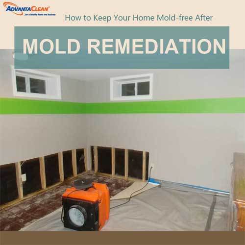 How to Keep Your Home Moldfree After Mold Remediation AdvantaClean
