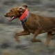 WOOF3R photosBlock