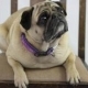 WOOF3R photosBlock
