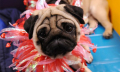 Pug,Boxer,breeds