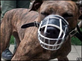 WOOF3R photosBlock