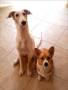 Borzoi Photos