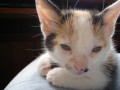 tips,neutering,spaying