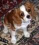 puppy,neutering