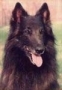 Belgian Tervuren