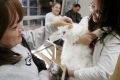 neutering,spaying