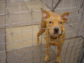 Bull Terrier,Labrador Retriever,Staffordshire Bull Terrier,terrier,veterinarian