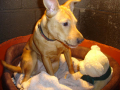 Bull Terrier,Labrador Retriever,Staffordshire Bull Terrier,terrier,veterinarian