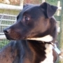 Bull Terrier,Greyhound,Staffordshire Bull Terrier,terrier