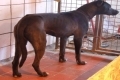 Bull Terrier,Greyhound,Staffordshire Bull Terrier,terrier