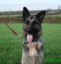 German Shepherd Dog