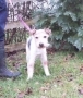 Parson Russell Terrier,terrier