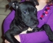 Bull Terrier,Staffordshire Bull Terrier,puppy,terrier