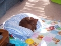 Dachshund