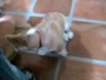Pembroke Welsh Corgi