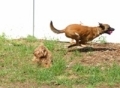 training,working dogs