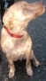 Bull Terrier, Staffordshire Bull Terrier, terrier
