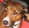 Bull Terrier, Staffordshire Bull Terrier, terrier