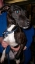 Bull Terrier, Staffordshire Bull Terrier, terrier