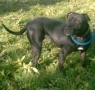 Bull Terrier, Staffordshire Bull Terrier, terrier