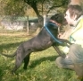 Bull Terrier, Staffordshire Bull Terrier, terrier
