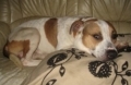 Bull Terrier, Staffordshire Bull Terrier, terrier