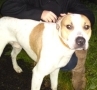 Bull Terrier, Staffordshire Bull Terrier, terrier